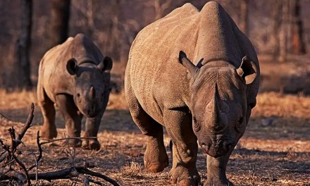 With Just Two Northern Rhinos Left on Earth, First Successful IVF Pregnancy Offers Lifeline to the Species