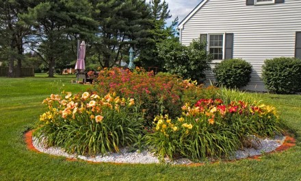 Gardening Mistakes That Can Hinder The Growth Of Your Daylilies