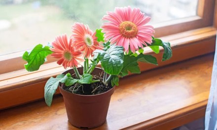 Think Twice Before Selecting Gerbera Daisies As Your House Plant Of Choice