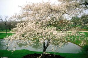 15 Striking Plants for Winter Color 11