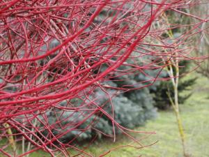 15 Striking Plants for Winter Color 13