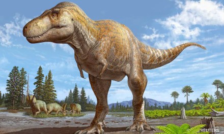Fossil Found In US Represents New Dinosaur Species. See Pics