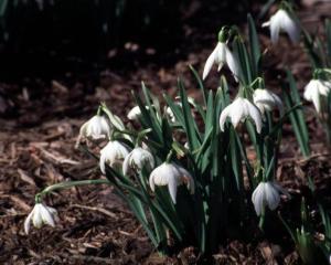 15 Striking Plants for Winter Color 16