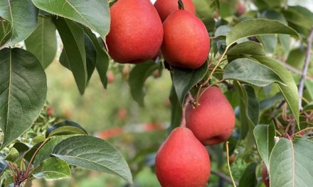 “Issues with scab drive us organic growers towards new varieties like PiqaBoo”