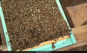 Experts Solve Mystery Behind Death Of 3 Million Bees In Single Night In US 1