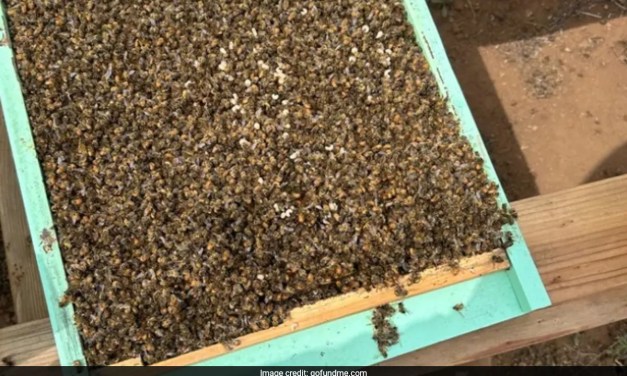 Experts Solve Mystery Behind Death Of 3 Million Bees In Single Night In US