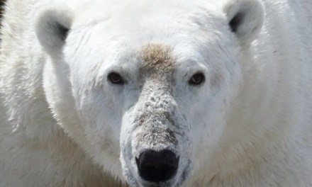 Climate change: Polar bears face starvation threat as ice melts