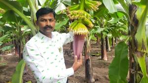 Maharashtra’s Agricultural Visionary Leads the Way in Organic Farming and Sustainability 1
