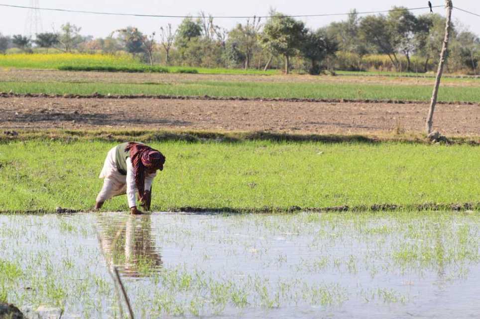 The unabated paddy monoculture of Punjab