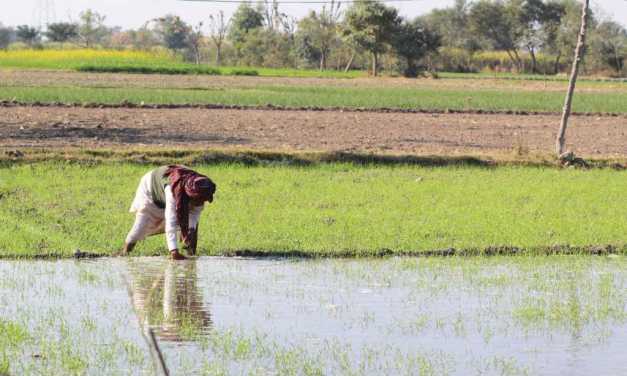 The unabated paddy monoculture of Punjab