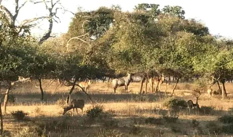 Pune : MoU between NGOs and forest dept to regenerate Savannah grasslands