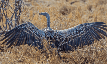 Highest Flying Birds in the World