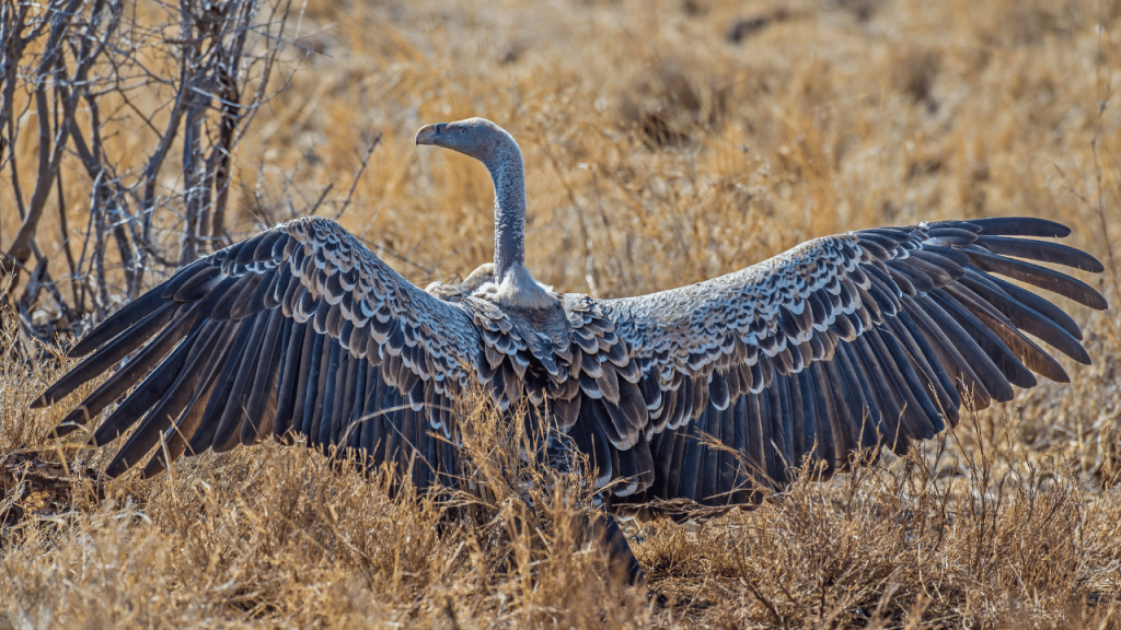 Highest Flying Birds in the World