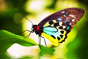 Butterfly genome has barely changed after 250 million years of evolution 1