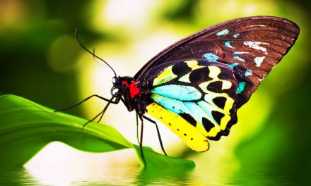 Butterfly genome has barely changed after 250 million years of evolution
