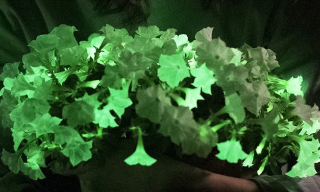 Glow way! Bioluminescent houseplant hits US market for first time