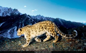 There Are 718 Snow Leopards Across India, Shows First Nationwide Review Survey 1