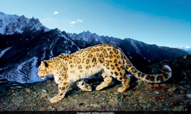 There Are 718 Snow Leopards Across India, Shows First Nationwide Review Survey