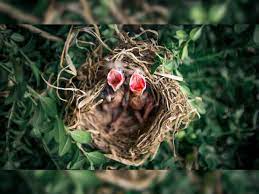 Researchers decode years of research to find the optimal temperature for life. Here’s all you need to know