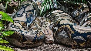 Scientists discover world’s biggest snake in Amazon rainforest: What we know about this new giant anaconda