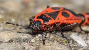 Archaeological team’s ‘rare’ discovery blames Romans for bedbugs in UK