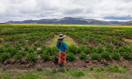 Andean farmers use age-old technique amid climate change