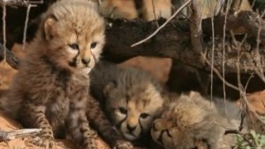 Allegations of Injury Surround India's First Cheetah Cub, Igniting Concerns at Kuno National Park 1
