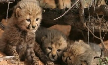 Allegations of Injury Surround India’s First Cheetah Cub, Igniting Concerns at Kuno National Park