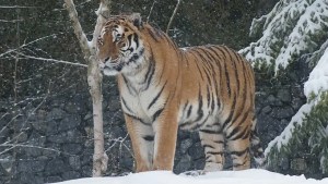 Tigers on the Move: Climate Change, Habitat Loss Push India's Big Cats to Higher Altitudes 1