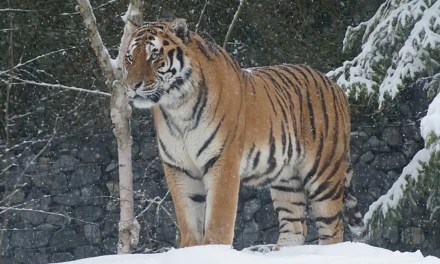 Tigers on the Move: Climate Change, Habitat Loss Push India’s Big Cats to Higher Altitudes