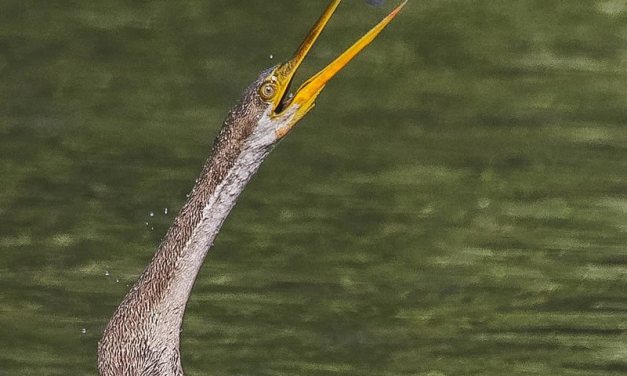 Wildlife Photographer Jayeeta Chowdhury Captures Beautiful Bird Photos In Indian Forests