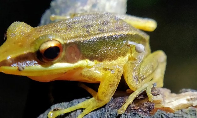 Live Frog Plays Host To Tiny Mushroom In First Documented Case