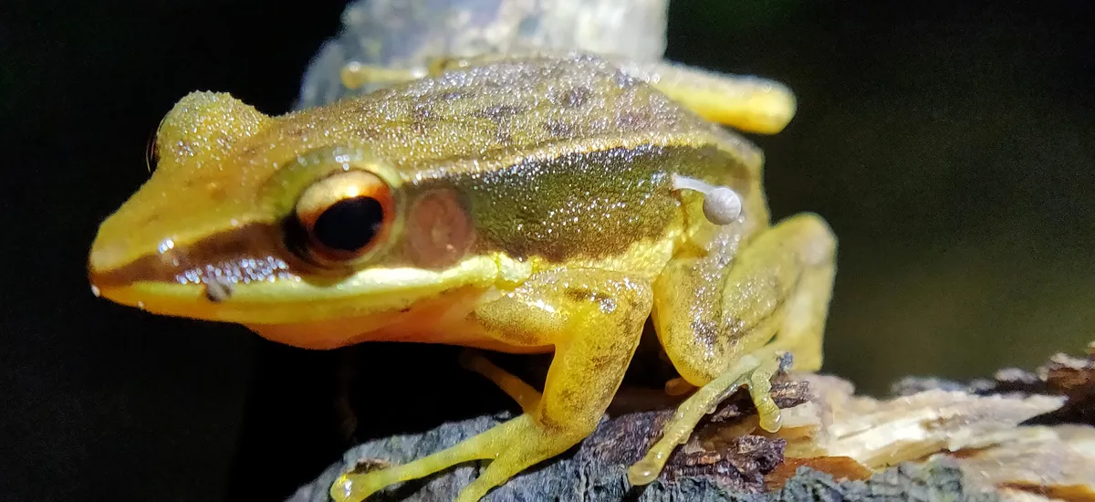 Live Frog Plays Host To Tiny Mushroom In First Documented Case