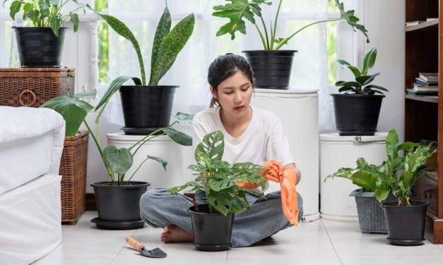 Elevate Your Space With Low-Light Loving Mini Plants