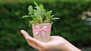 Gift Ideas For Plant Lovers: 6 Indoor Plants That Will Make Your Friends and Family Smile 1
