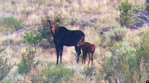Climate Change Shrinks Nevada's First Big-Game Moose Hunt 1 Climate Change Shrinks Nevada's First Big-Game Moose Hunt 1