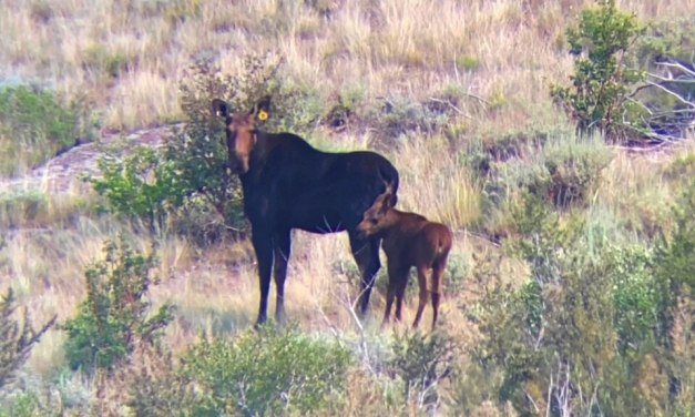 Climate Change Shrinks Nevada’s First Big-Game Moose Hunt