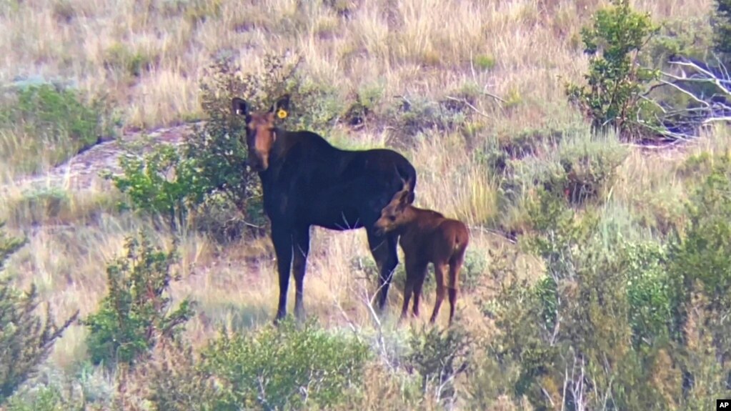 Climate Change Shrinks Nevada’s First Big-Game Moose Hunt