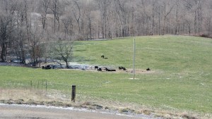 Help the climate by raising cattle? 1