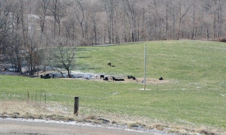 Help the climate by raising cattle?