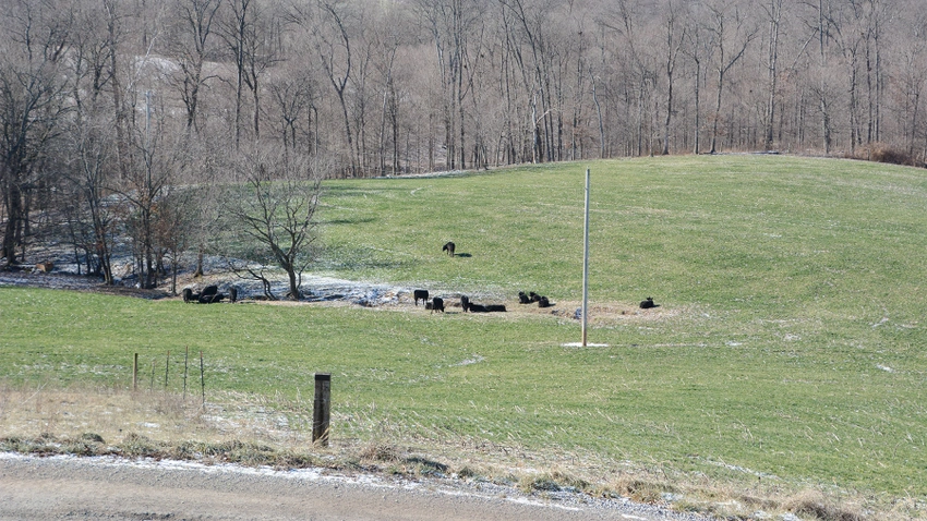 Help the climate by raising cattle?