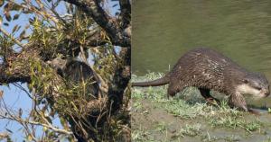 Kaziranga: Two new species identified 1