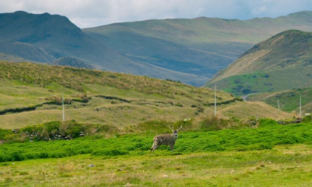 How wildlife returned to an Ecuadorian moorland