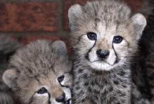 Cheetah Population in Kuno National Park Grows 1