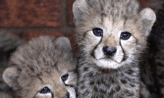 Cheetah Population in Kuno National Park Grows