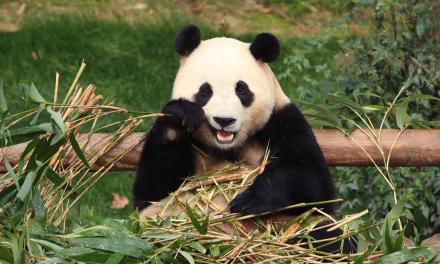 South Koreans bid farewell to beloved panda Fu Bao before her return to China