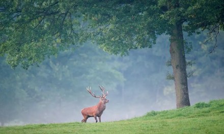 Killing Large Non-Native Herbivores May Be A Conservation Mistake