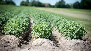 Concern about fungicide resistance in potato blight strain 1