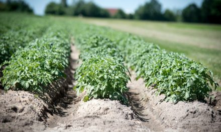 Concern about fungicide resistance in potato blight strain