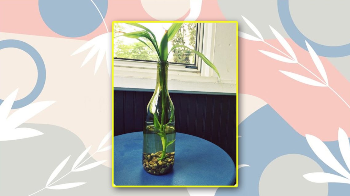 How To Grow Lucky Bamboo Plant In A Bottle: A Step-By-Step Guide